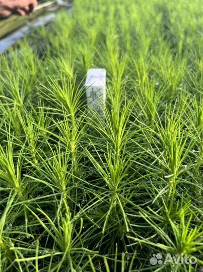 Зкс и окс сеянцы Сосна Ель Лиственница с окс