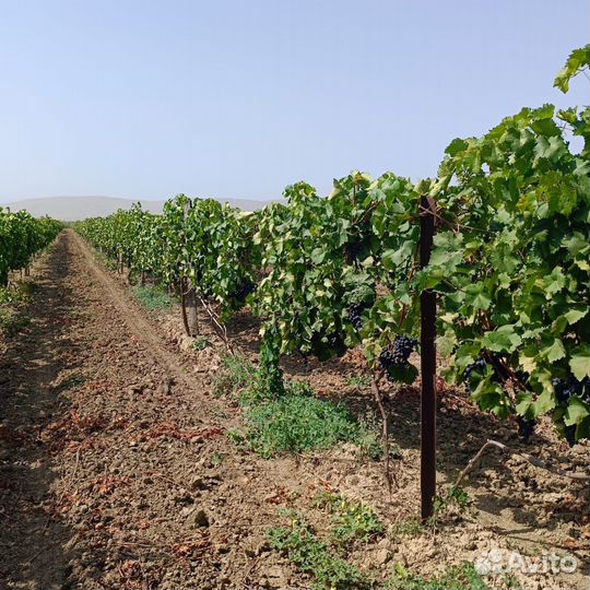 Виноград Молдова