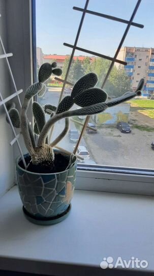 Кактусы и суккуленты