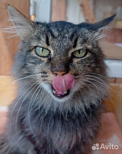 Кошечка Моника