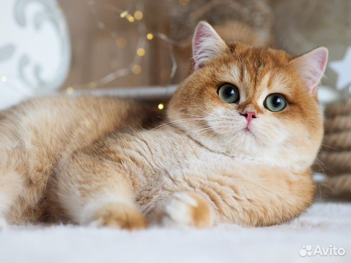 Британская кошечка