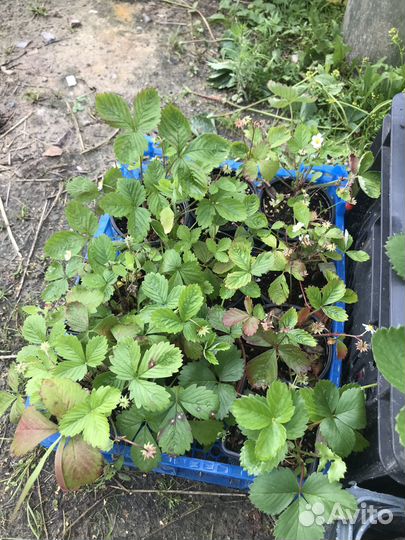 Рассада клубники