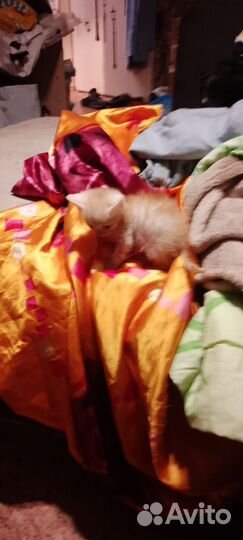 Котик мальчик