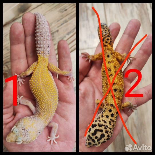 Эублефары взрослые