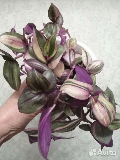 Традесканции сортовые