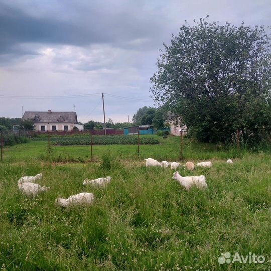 Козы козлята