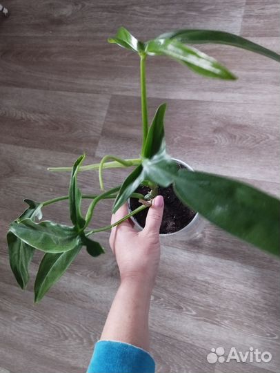 Филодендрон Трипартиум