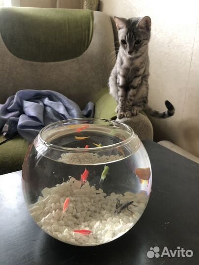 Аквариум или декор