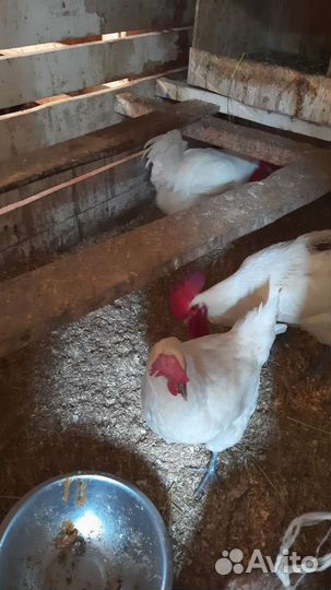 Инкубационное яйцо породных кур