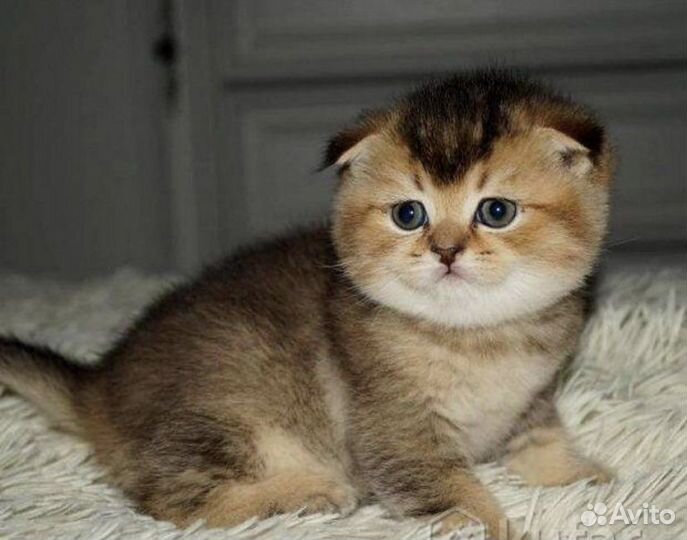 Шотландские пончики