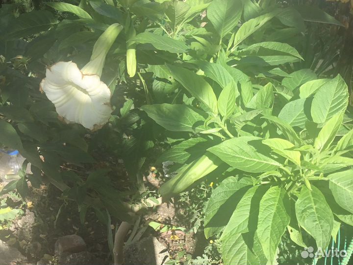 Бругмансия