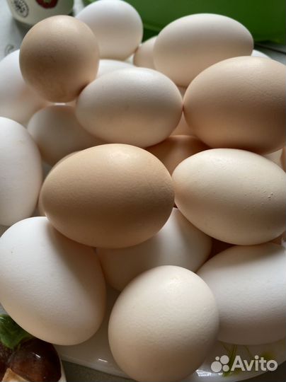 Домашние куриные яйца