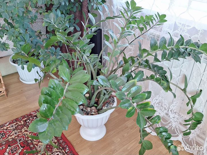 Замиокулькас