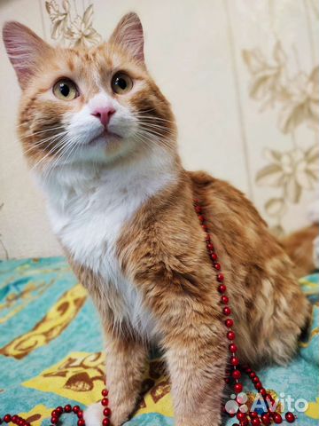 Котик в добрые руки