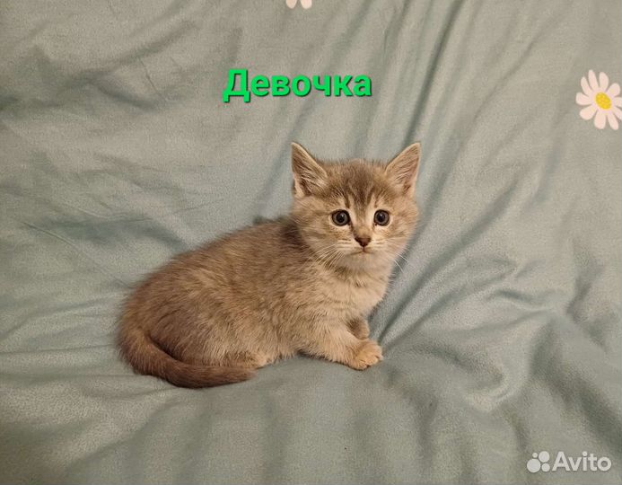 Шотландская вислоухая кошка бесплатно