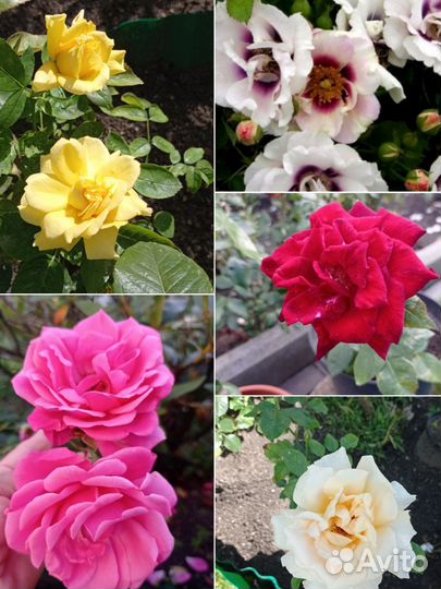 Розы кустовые