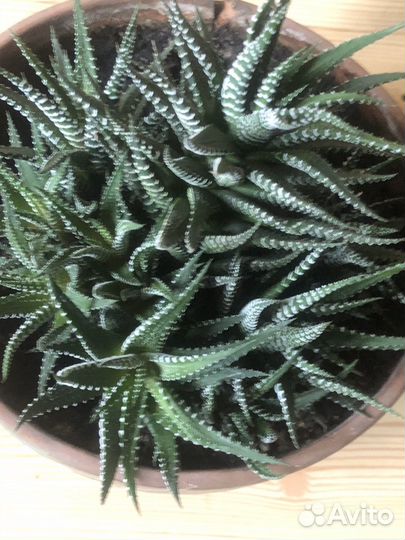 Хавортия. Маточник суккулент