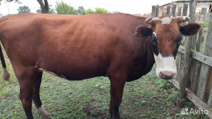 Продаю телку, стеленая, 65000т.р