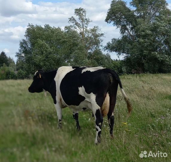 Корова, тёлочка