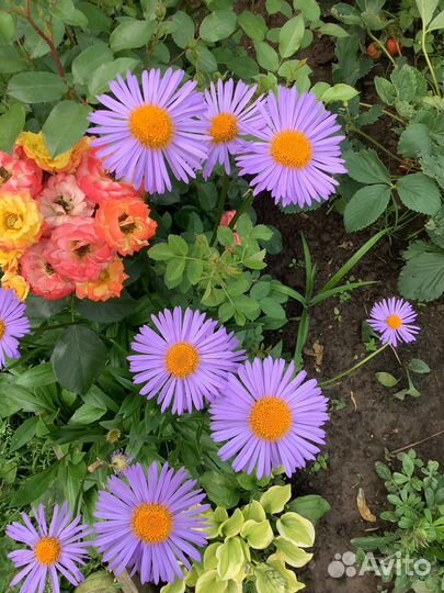 Многолетние цветы