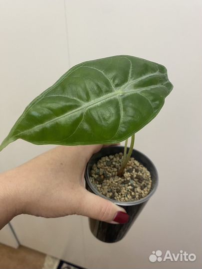 Алоказия лонгилоба сильвер
