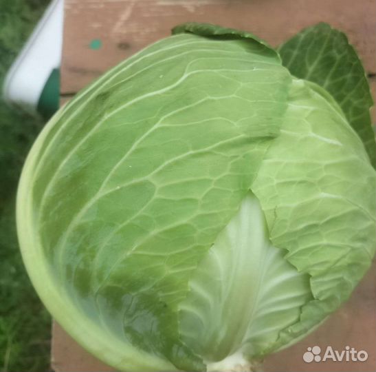 Капуста Белокочанная