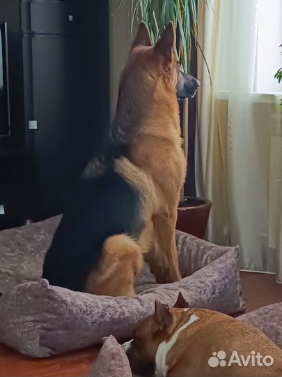 Вязка собак