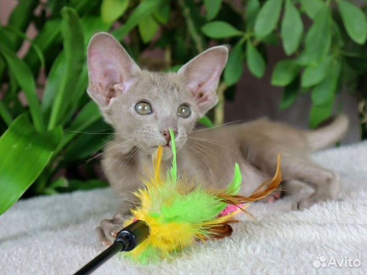 Ориентальная девочка