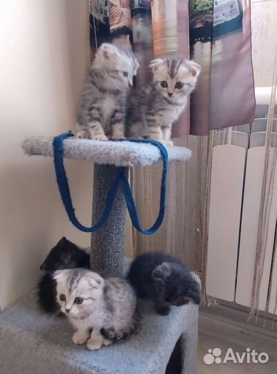 Продажа котят