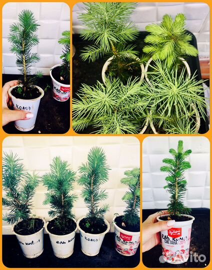 Хвойные растения