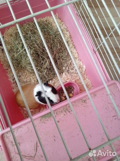 Морская свинка с клеткой бесплатно