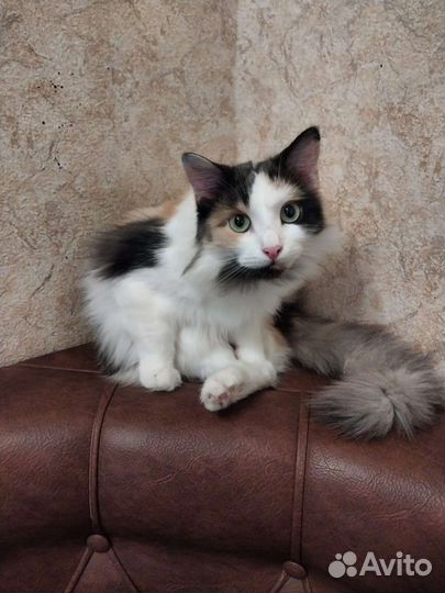 Молоденькая кошка Ева