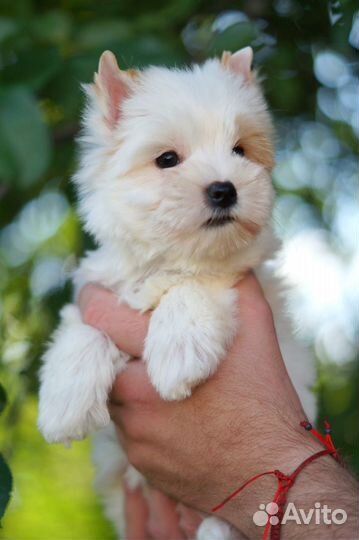 Девочка мини Йорк голдаст