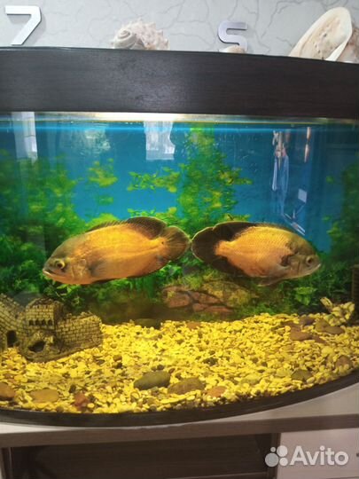 Аквариум с тумбой 300 литров
