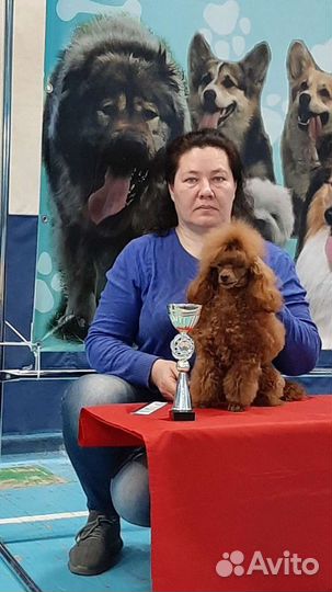 Той пудель на вязку