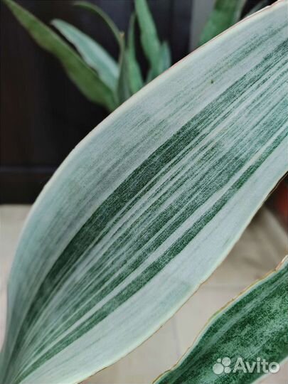 Сансевиерия Металлика