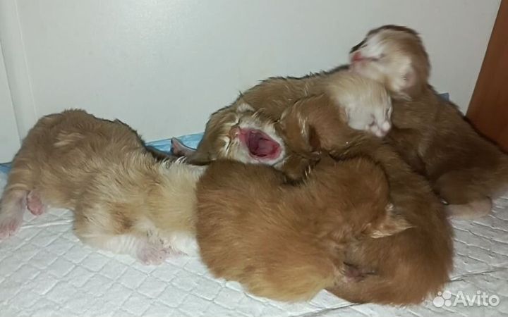 Котята мейн-кун