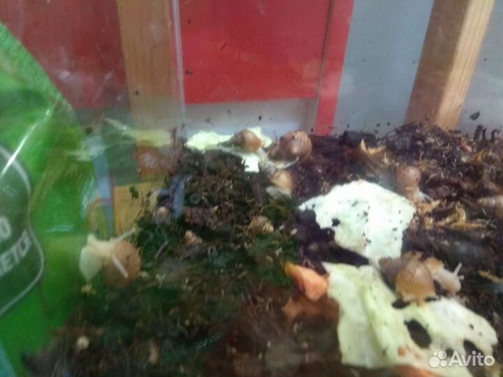 Улитки ахатины