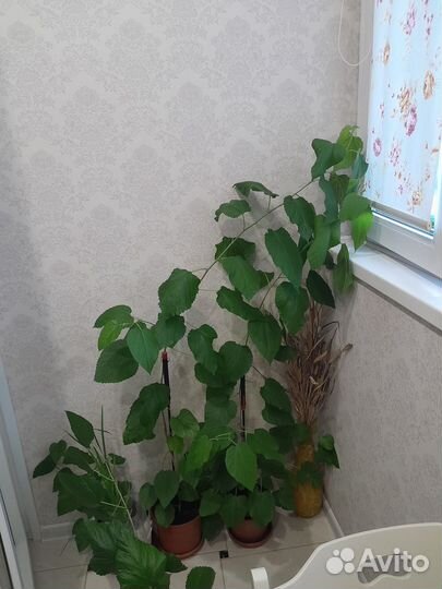 Тутовое дерево