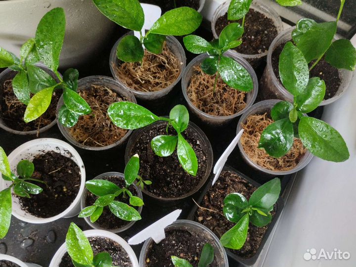 Рассада цитрусовых Лимоны, Мандарины, апельсины