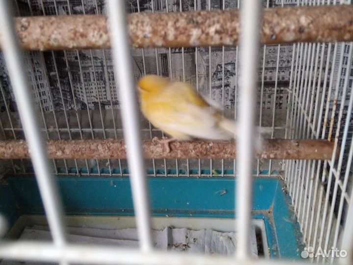 Попугайчики только вместе. Канарейка