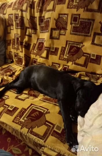 Найдена собака