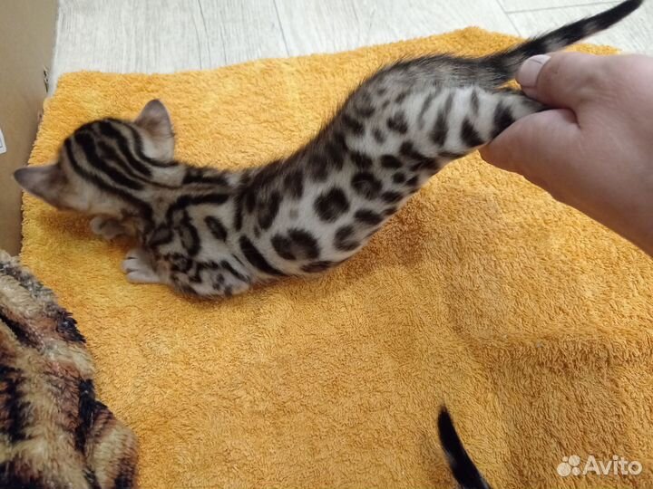Бенгальские котята
