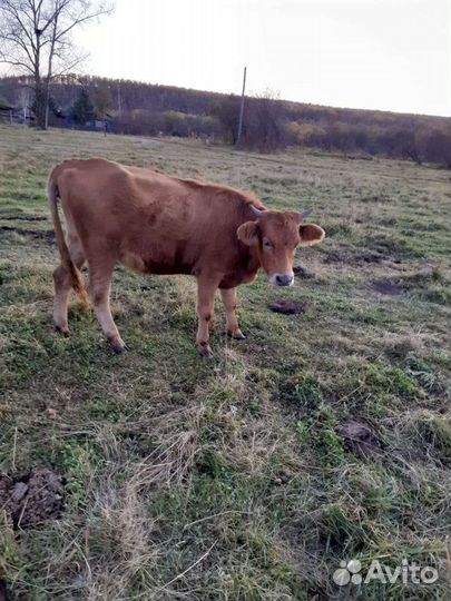 Коровы,бычки,телочки молодняк и постарше