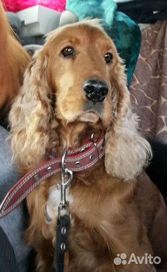 Кокер спаниель