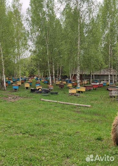 Пчелосемьи