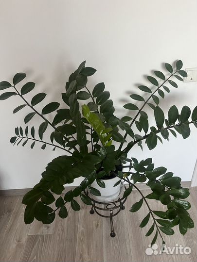 Замиокулькас