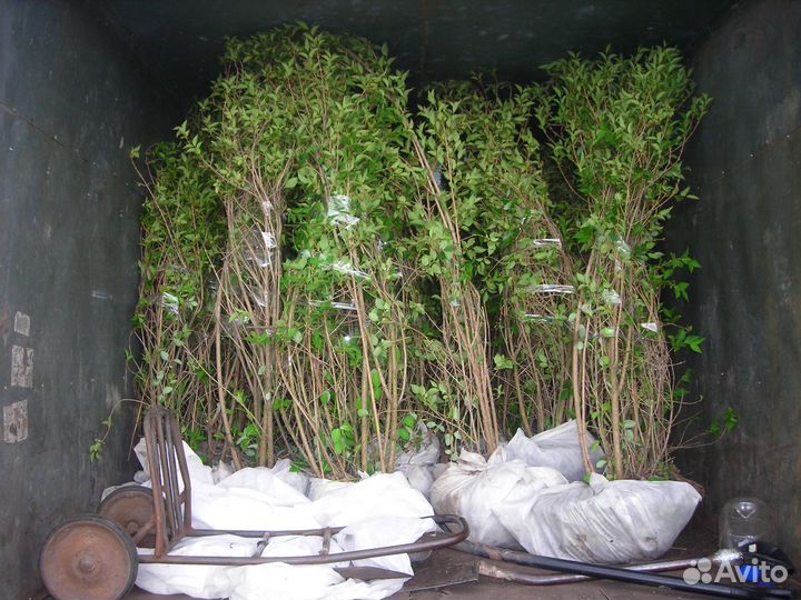 Спирея Вангутта