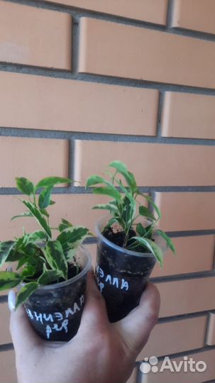 Фикус кинки