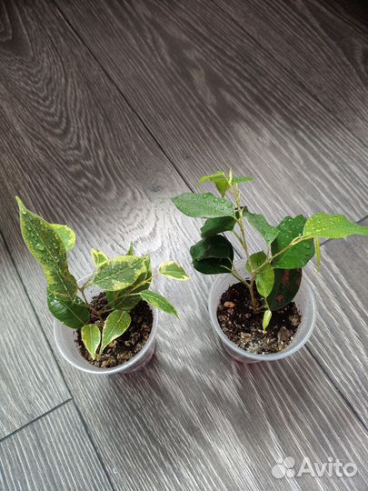 Фикус бенджамина, хойя, сциндапсус, декабрист и др